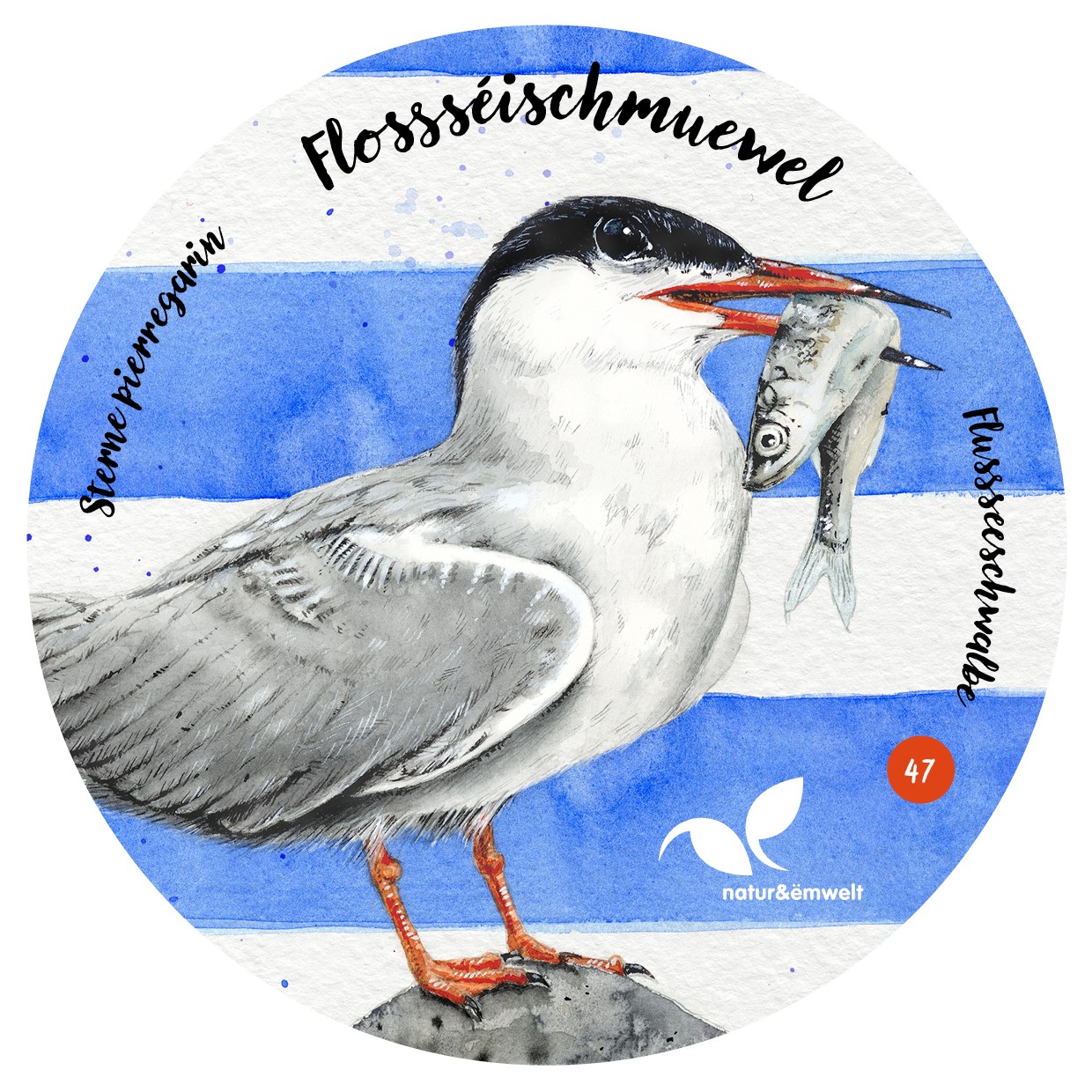 natur&ëmwelt: oiseau de l'année 2024, la Sterne pierregarin