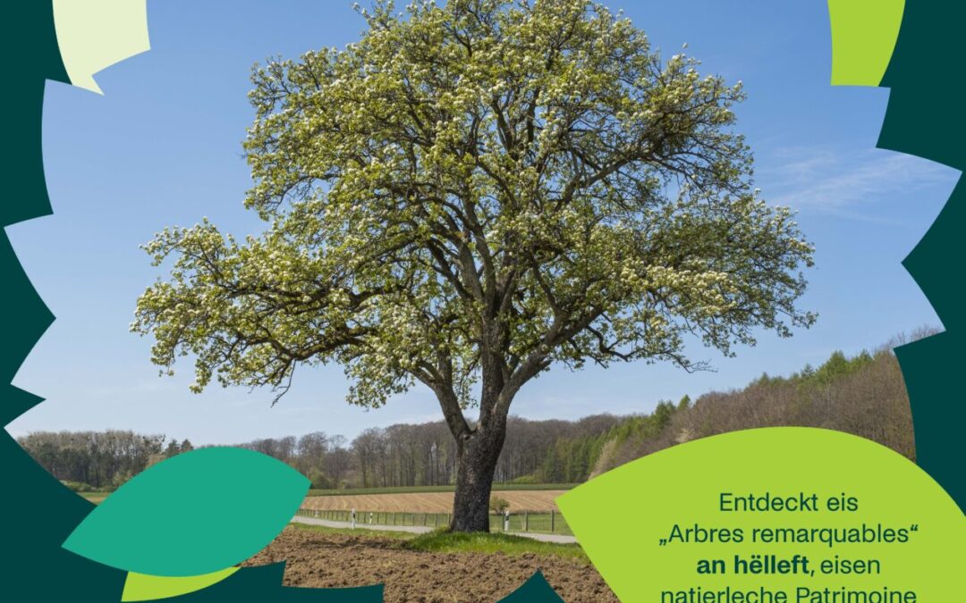 Campagne “Eis Beem loosse sech weisen!”
